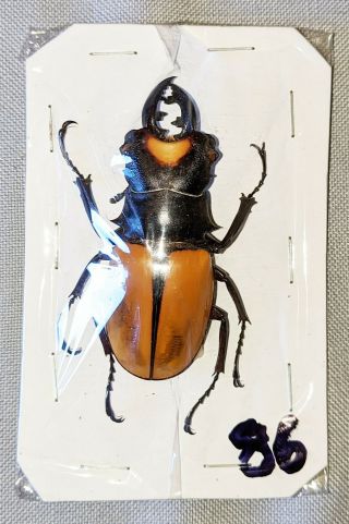 Beetle - Odontolabis Yasuokai Male 60mm,  - From W.  Sumatra