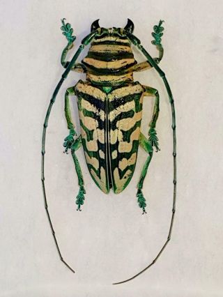 Sternotomis Bohemmani Bondhorfi Male Rare Color Cerambycidae Cameroon