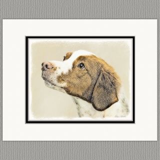 Brittany Spaniel Art Print 8x10 Matted To 11x14