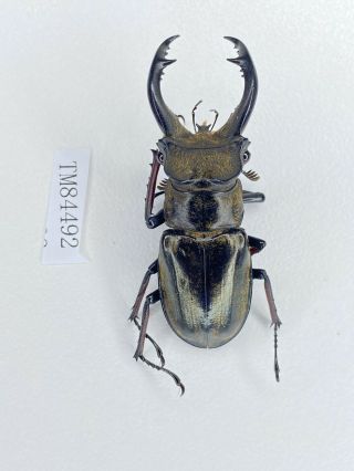 Tm84492 Lucanidae Lucanus Furcifer 51mm E Tibet