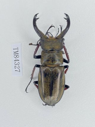 Tm84327 Lucanidae Lucanus Furcifer 52mm E Tibet
