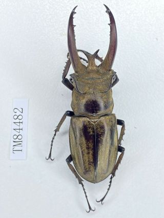 Tm84482 Lucanidae Lucanus Victorius 53.  5mm Yunnan
