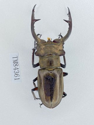Tm84361 Lucanidae Lucanus Kraatzi Kraatzi 58mm Guizhou