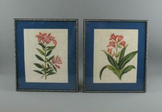Pair Antique 19th C.  Qing Chinese Pith Paintings Botanical Studies Flowers