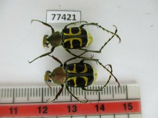77421 Cetoniidae: Epitrichius Australis.  Vietnam Central