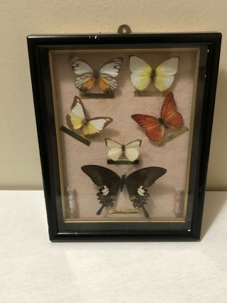 Vintage Butterfly Taxidermy Entomology Specimens Shadow Box