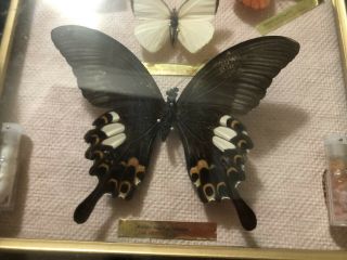 Vintage Butterfly Taxidermy Entomology Specimens Shadow Box 2