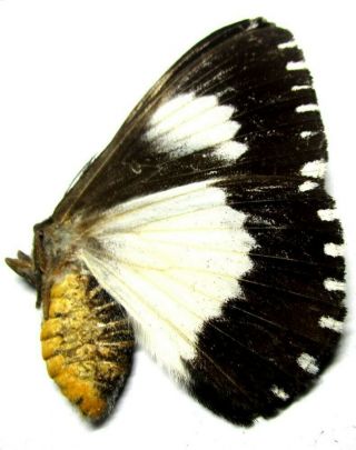 B005 El : Au : Moths: Moth Species? 45.  5mm A -