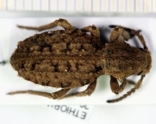 Tenebrionidae Sepidium Ethiopia