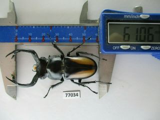 77034 Lucanidae: Rhaetulus Crenatus.  Vietnam North.  61mm