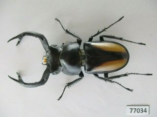 77034 Lucanidae: Rhaetulus crenatus.  Vietnam North.  61mm 2