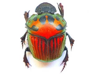 Oxysternon Festivum Huge 20mm,  Scarabaeidae French Guiana
