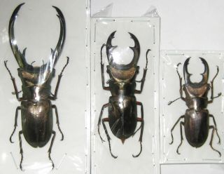 Lucanidae Cyclommatus Elaphus Or Truncatus Trio A1 Big Male 73mm (indonesia)