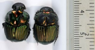 Sulcophanaeus Menelas Pair Coleoptera Scarabaeidae Scarabaeinae Dung Beetles