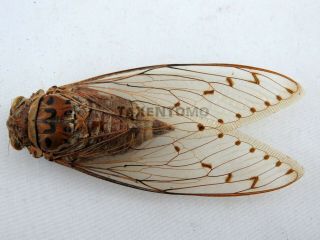Pomponia Imperatoria Cicada Female (rare) X - Large Real Insect (not Spread)