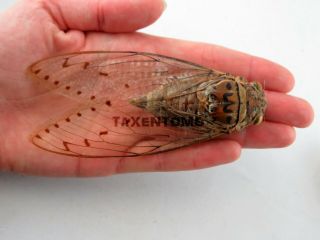 Pomponia imperatoria Cicada FEMALE (RARE) X - large REAL Insect (Not spread) 2