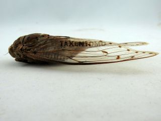 Pomponia imperatoria Cicada FEMALE (RARE) X - large REAL Insect (Not spread) 3