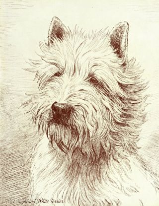 1930s Antique West Highland White Terrier Dog Art Print Westie Dog Print 3872h