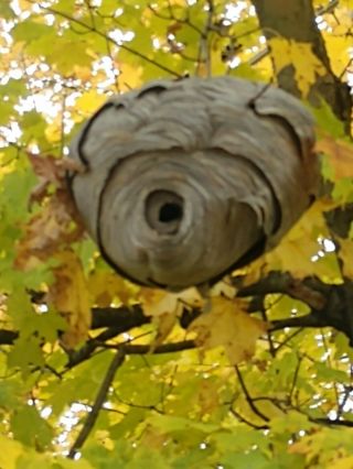 Real Paper Wasp Nest For Rustic Cabin Decor Or Taxidermy Bee Hive / Hornet