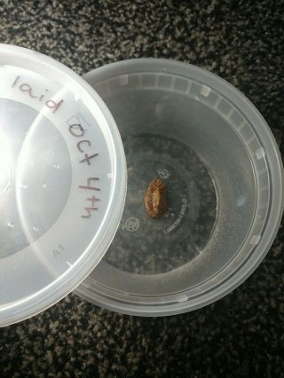 1 Feeder Carolina/garden Mantis Egg Case,  Hatching Cup - Exact Egg Case