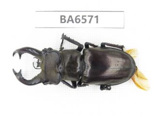 Beetle.  Lucanus Langi.  Tibet,  Motuo County.  1m.  Ba6571.