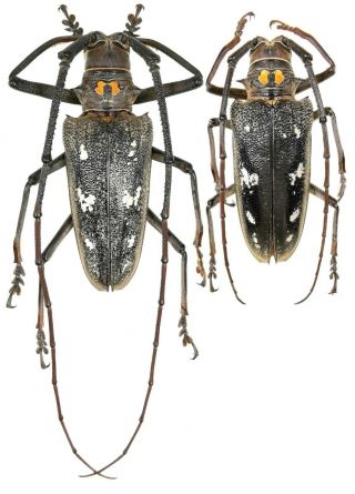 Insect Beetles Cerambycidae Batocera Humeridens 62,  55 Mm Moa Is