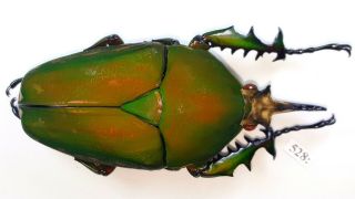 Cetonidae Mecynorrhina Torquata Inmaculicollis 81mm Male From Camerun 528