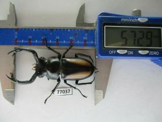 77037 Lucanidae: Rhaetulus Crenatus.  Vietnam North.  57mm