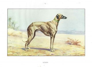 1930 Art Watercolor Francois Castellan France Dog Portrait Print Saluki Sloughi