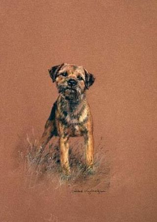 Border Terrier Limited Edition Art Print Attention By Uk Debbie Gillingham