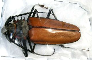 Callipogon Armillatus 70mm Large Longhorn Beetle Taxidermy Real Insect