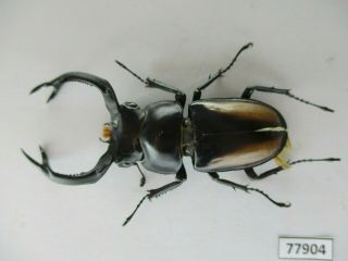77904 Lucanidae: Rhaetulus Crenatus.  Vietnam North.  59mm