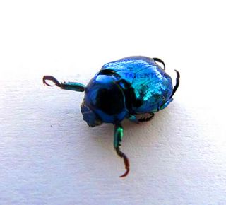 Microrutela Campa Blue/green Beetle Taxidermy Real Insect Unmounted