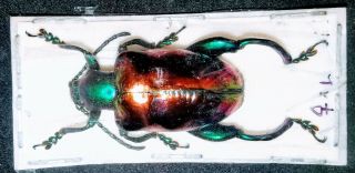 Chrysomelidae Sagra Buqueti 30mm A1 Xl Female From Malaysia - Very Rare Size