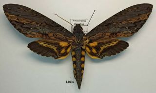 Sphingidae,  Neococytius Cluentius,  Female,  A1 -,  Peru
