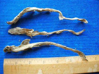 Set Of Dried Real Sharks Taxidermy Shark Mount Fish Jaw Jaws Teeth Tooth Ray