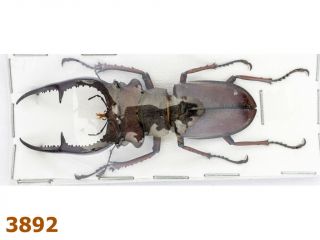 Lucanidae: Lucanus Kraatzi Giangae A1,  63 Mm,  1 Pc