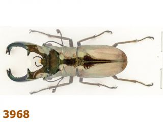 Lucanidae: Cyclommatus Cupreonitens A1,  57 Mm,  1 Pc