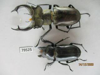 79525 Lucanidae: Lucanus Nobilis.  Vietnam.  Lai Chau.  63mm