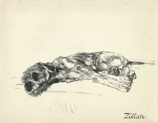Vere Temple 1937 Airdale Irish Welsh Terrier Type Vintage Art Print " Zillah "