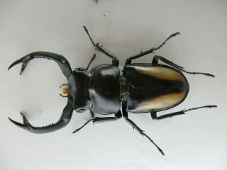 77896 Lucanidae: Rhaetulus Crenatus.  Vietnam North.  61mm