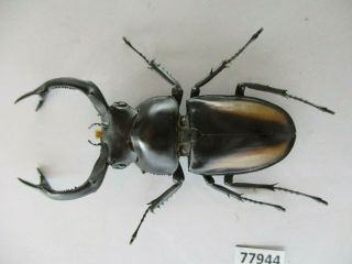 77944 Lucanidae: Rhaetulus Crenatus.  Vietnam North.  60mm