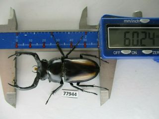 77944 Lucanidae: Rhaetulus crenatus.  Vietnam North.  60mm 2
