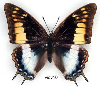 Butterfly - 1 X Mounted Female Charaxes Viola Viola (good A1 -)