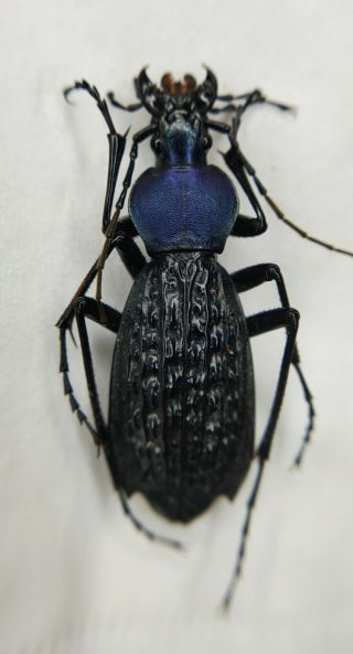 Carabidae,  Carabus Sp,  Apotomopterus,  Rare,  Purple,  41.  5mm,  China