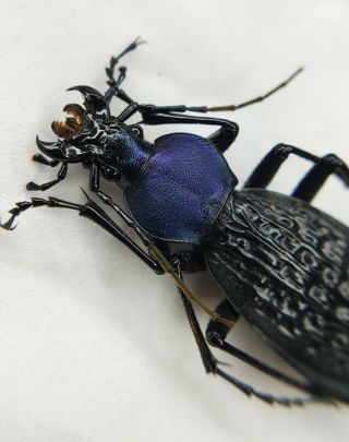 Carabidae,  Carabus sp,  Apotomopterus,  RARE,  Purple,  41.  5mm,  China 3