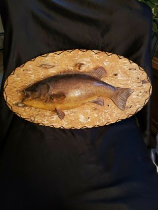 Vintage/antique 17 1/2 " Small Mouth Bass Taxidermy Mounted On Birch Bark Plaque