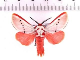 Arctiidae Zygaenidae Noctuidae Moths Sp.  104,  Honduras.  40 Mm
