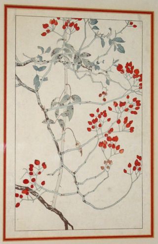 Framed Japanese Shin Hanga Woodblock Print Kacho - e Botanical Flower With Seal 2