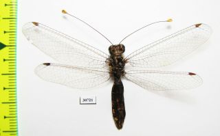 Neuroptera,  Ascalaphidae Sp. ,  Indonesia,  Kalimantan